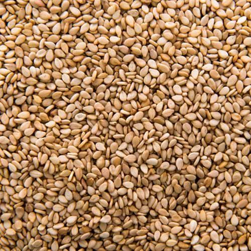 Oil Seeds