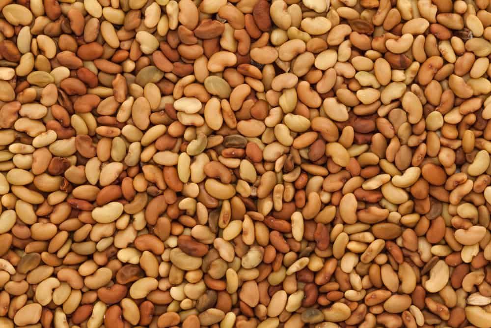 Seeds