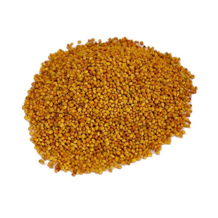 Berseem Clover Seeds