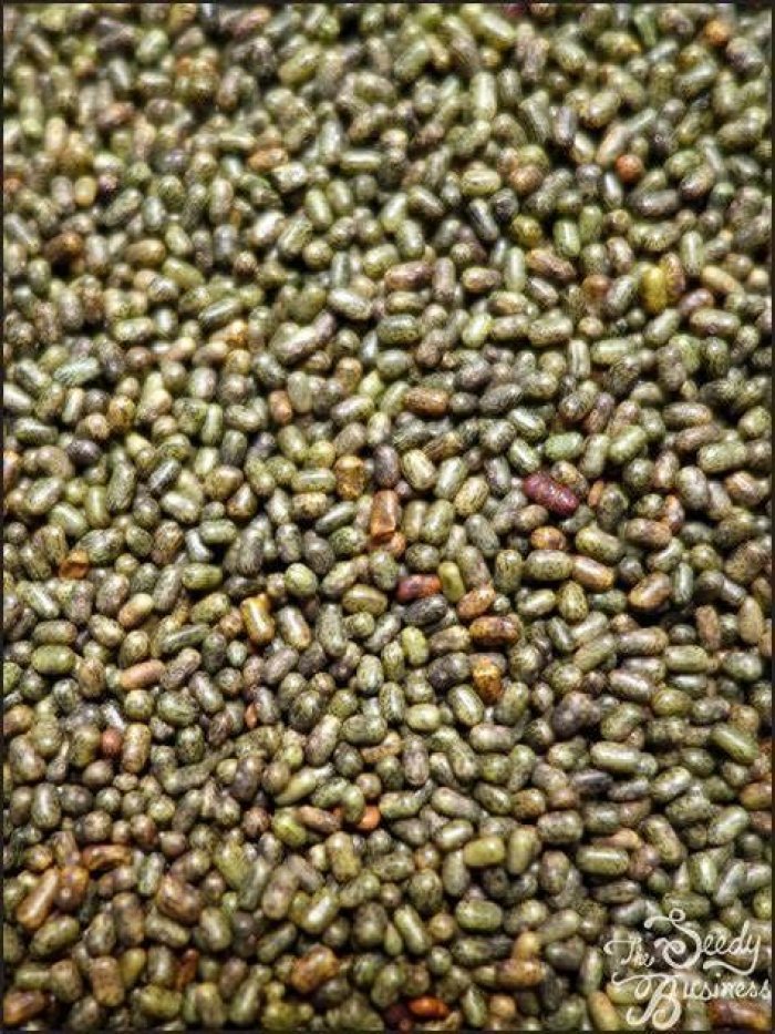 Sesbania Seeds