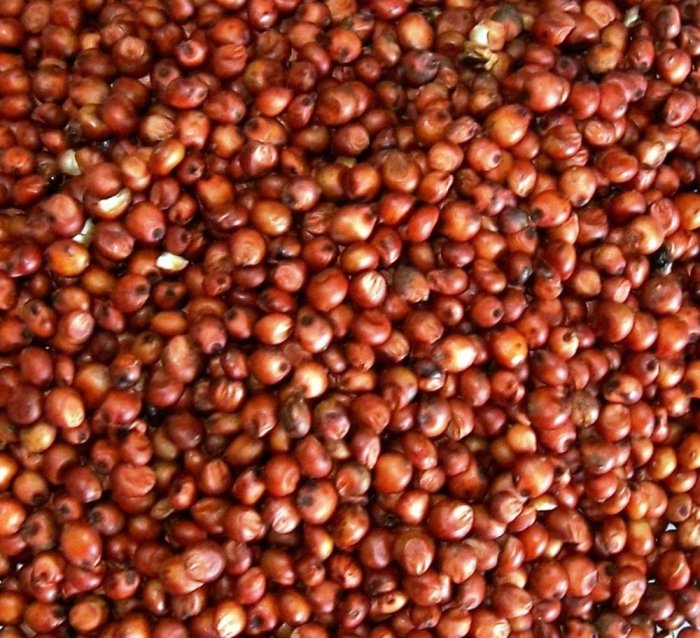 Sudan Grass Seeds / Punjabi Grass Seeds