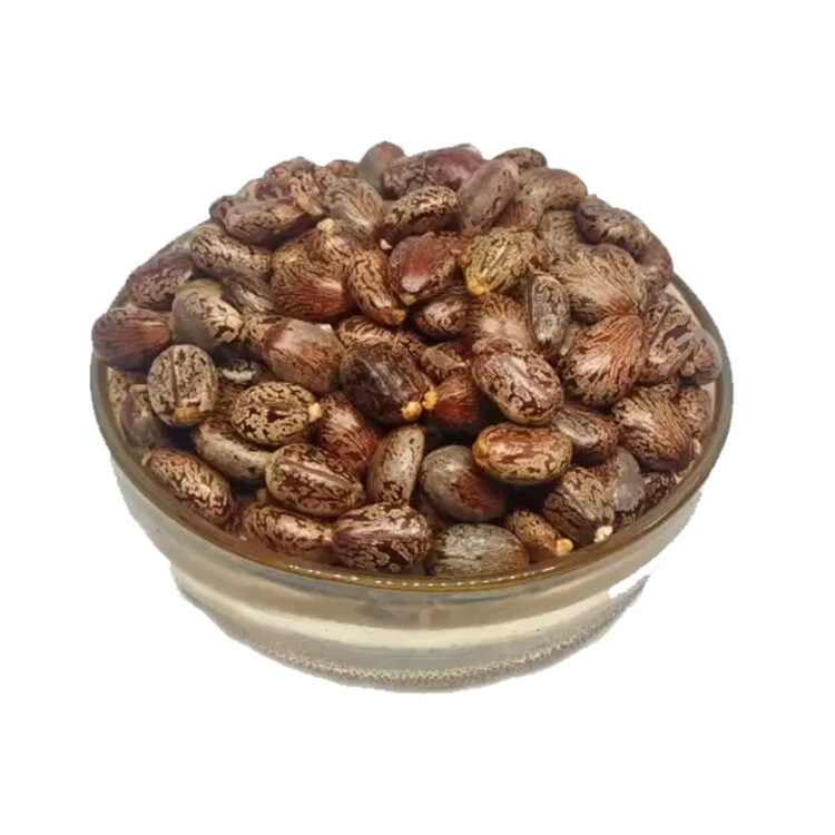 CASTOR SEEDS PJ Agro Seeds